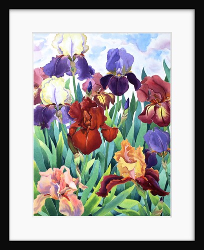 Glemsford Irises, 2017 by Christopher Ryland