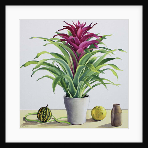 Still Life with Bromeliad, 2017 by Christopher Ryland