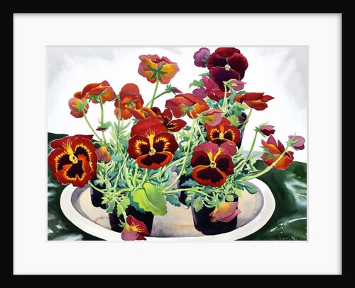 Pansies, 2018 by Christopher Ryland