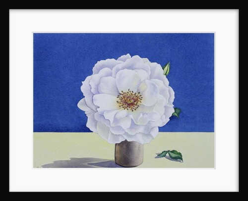 White Rose, 2018 by Christopher Ryland