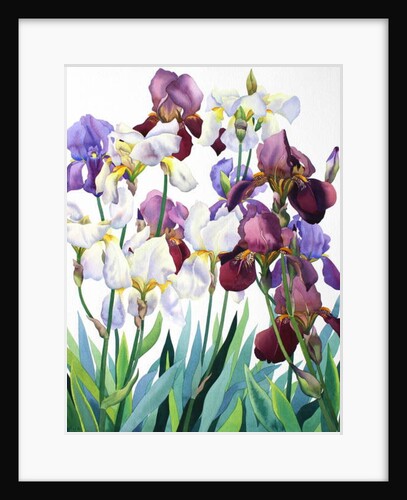 White and Purple Irises, 2018 by Christopher Ryland