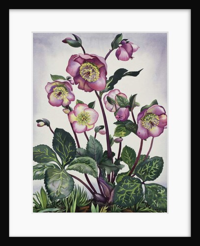 Hellebore, 2019 by Christopher Ryland