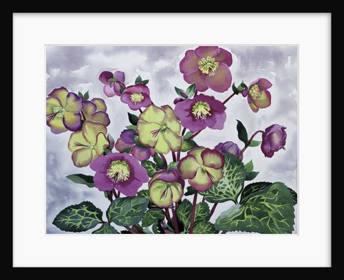 Helleborus, 2019 by Christopher Ryland