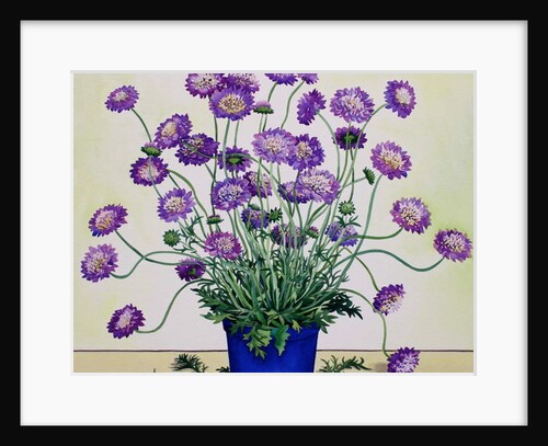 Scabious, 2019 by Christopher Ryland
