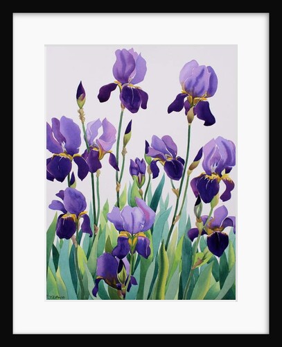 Purple Irises, 2019 by Christopher Ryland