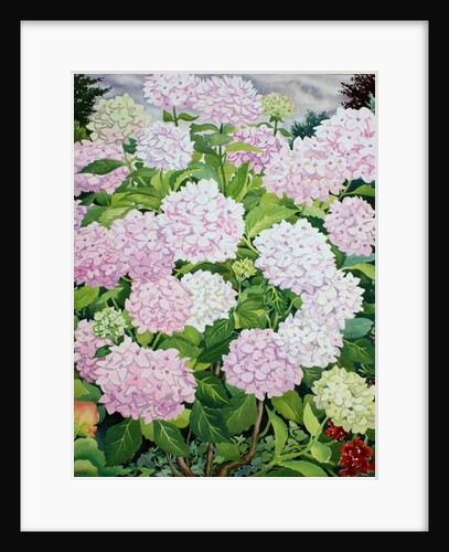 White Hydrangea, 2019 by Christopher Ryland