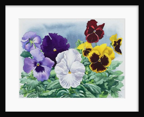 Pansies, 2019 by Christopher Ryland
