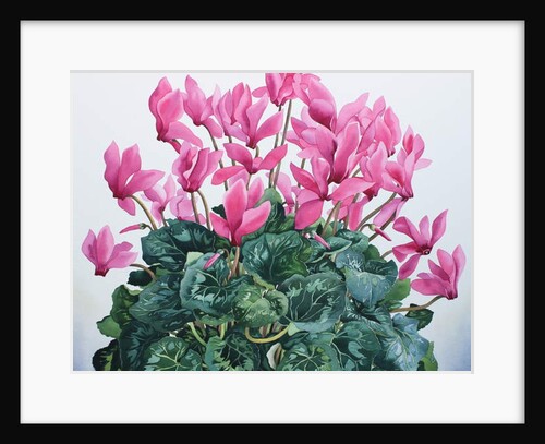 Cyclamen Portrait, 2020 by Christopher Ryland