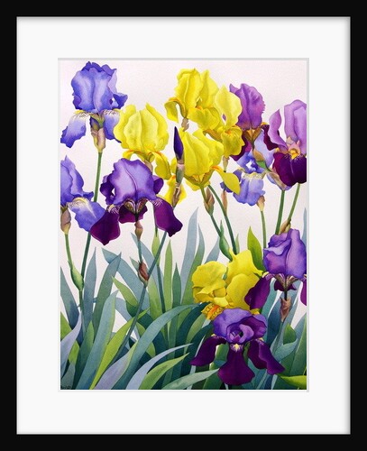 Yellow and Purple Irises by Christopher Ryland