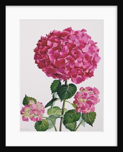 Hydrangea by Christopher Ryland