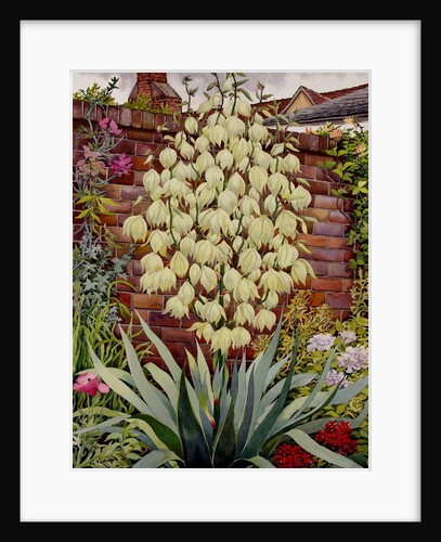Flowering Yucca by Christopher Ryland