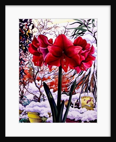 Amaryllis by Snow Window by Christopher Ryland
