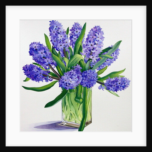 Blue Hyacinths by Christopher Ryland