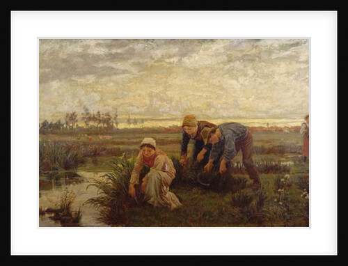 Rush Cutters by Alice Havers