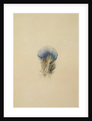 Study of a Peacock Feather, 1873 by John Ruskin