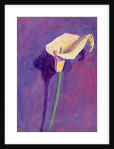Arum Lily by Sara Hayward