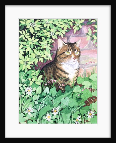 Jackie's Cat by Suzanne Bailey