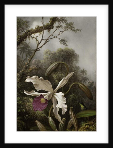 Hummingbird with White Orchid, 1875-1885 by Martin Johnson Heade
