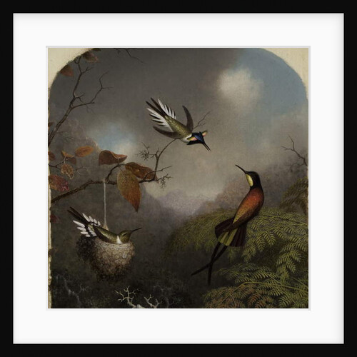 Hummingbirds: Two 'Sungems' and a 'Crimson Topaz', 1866 by Martin Johnson Heade