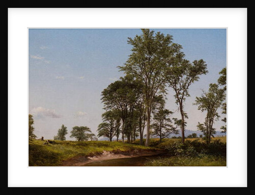 Young Elms by David Johnson