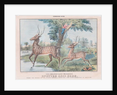Spotted Axis Deer by T. W. Strong