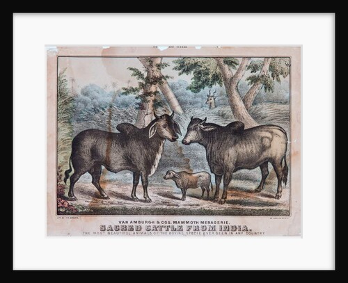Sacred Cattle From India by T. W. Strong