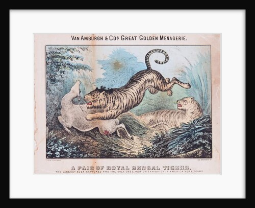 A Pair of Royal Bengal Tigers by T. W. Strong