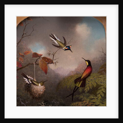 Hummingbirds: Two 'Sungems' and a 'Crimson Topaz', 1866 by Martin Johnson Heade