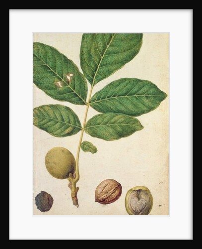 Walnut, c.1568 by Jacques (1533-88) Le Moyne
