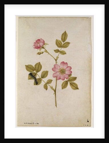 Rosa Canina - Dogrose and Caterpillar by Jacques Le Moyne