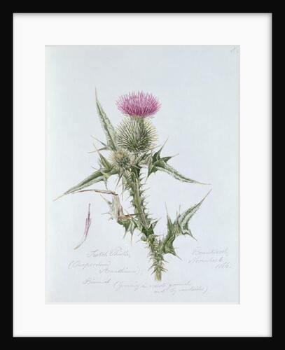 Scotch Thistle, painted at Brantwood, 6th November 1866 by William James Linton