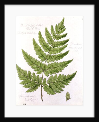 Broad Prickly-toothed Buckler Fern by William James Linton