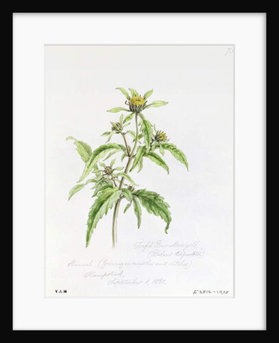 Trifid Burr-Marigold, painted at Hampstead, 1st September 1861 by William James Linton