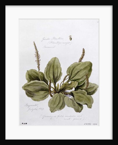 Greater Plantain, painted at Bayswater, 24th July 1859 by William James Linton