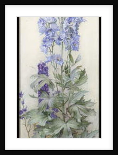 Delphiniums, c.1920 by James Valentine Jelley