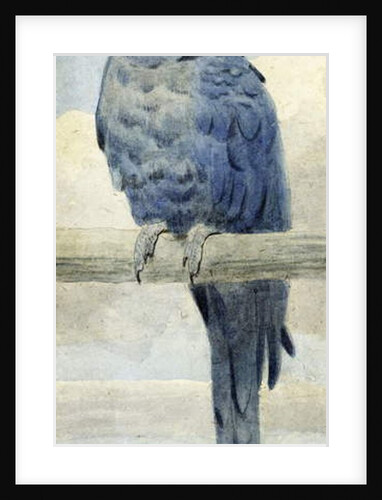 Hyacinthine Macaw, 1889 by Henry Stacy Marks