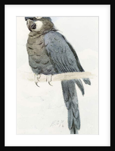 Hyacinth Macaw, c.1890 by Henry Stacy Marks