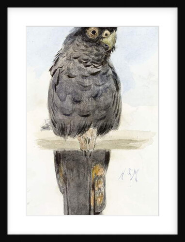 A Black Cockatoo, c.1890 by Henry Stacy Marks