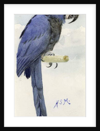 Hyacinth Macaw, c.1890 by Henry Stacy Marks