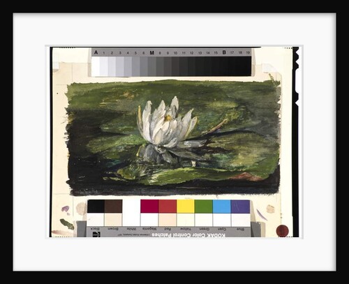 Water Lily in Sunlight, 1881 by John La Farge or Lafarge