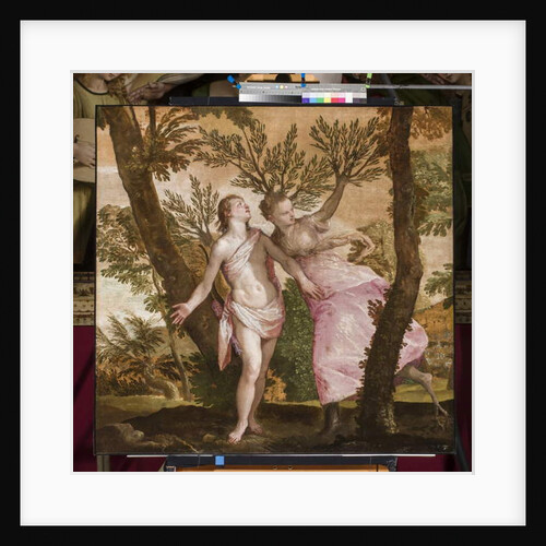 Apollo and Daphne, c.1560-65 by Veronese
