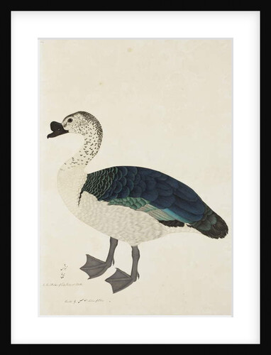 A Comb Drake, c.1780 by Das Ram