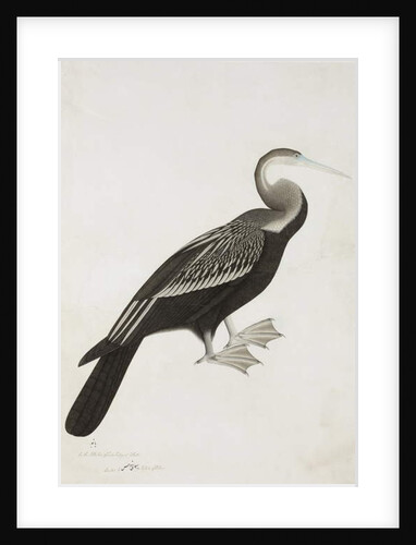 The Indian Darter or Snake-bird, c.1780 by Das Bhawani