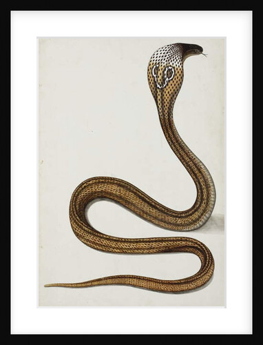 A cobra with hood spread, 1785-89 by Indian School