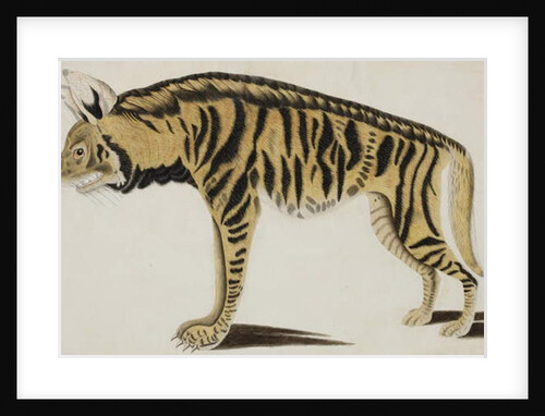 Hyena, after 1794 by Indian School