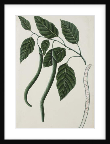 Fruit and leaves of one of the Bignoniaceae, 1785-89 by Indian School