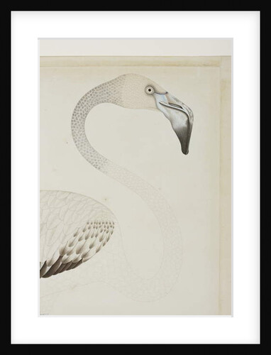 A flamingo, detail, c.1780 by Indian School