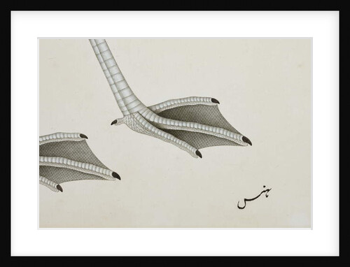 A flamingo, detail, c.1780 by Indian School