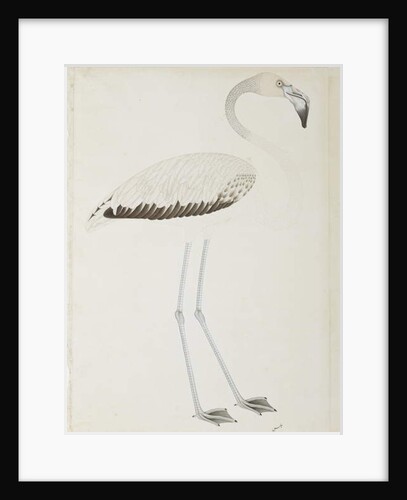 A flamingo, c.1780 by Indian School
