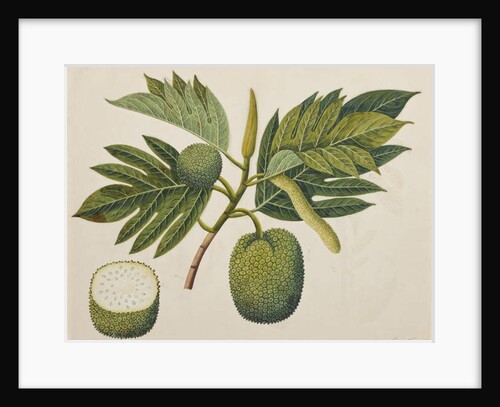 Breadfruit flower, foliage, and fruit, c.1820 by Indian School